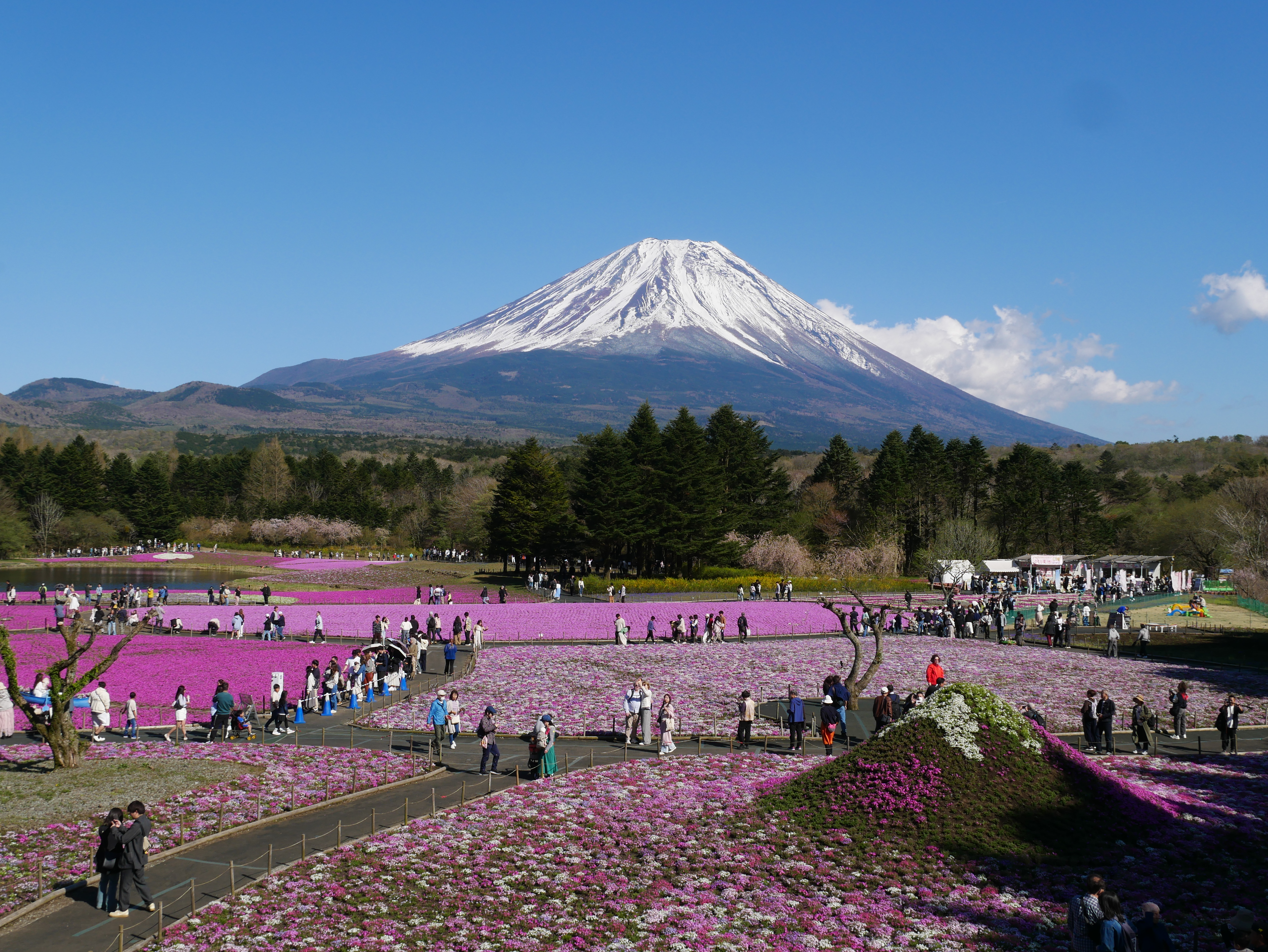 イラスト、写真、富士山一周の時の写真、富士芝桜祭り